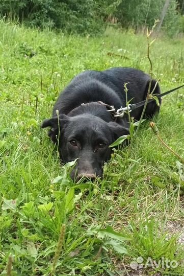 Собака в дар стерилизованная