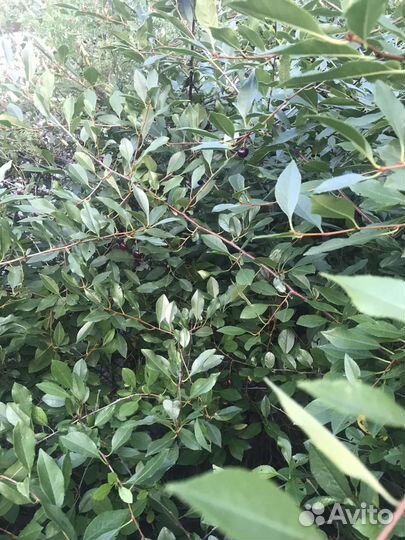 Саженцы вишни