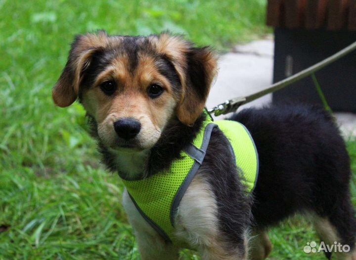 Щенок в дар