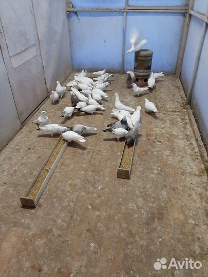 Голуби спортивные белые чехи птенцы