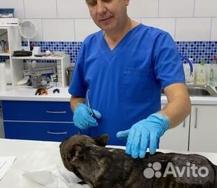 Ветеринарный врач на дому