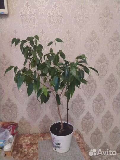 Фикус бенджамина