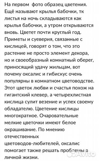 Кислица оксалис