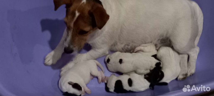 Щенки Джек Рассел терьер