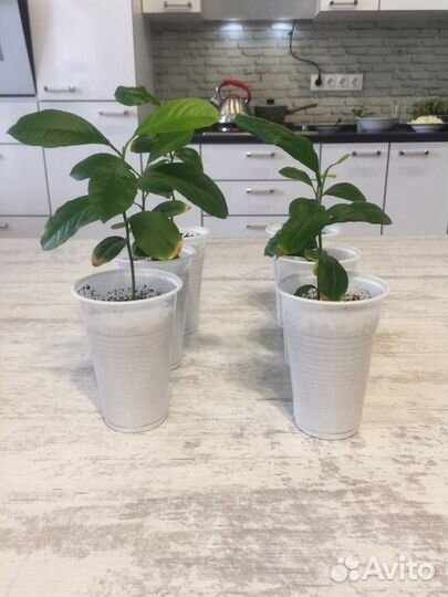 Саженцы лимона сортовые «Мейра»