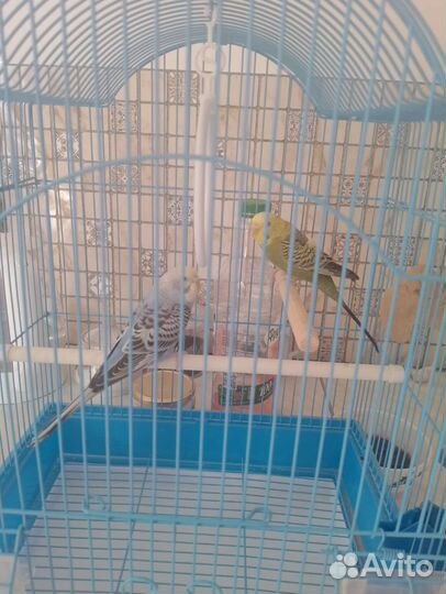 Волнистый попугай с клеткой 2 девочки