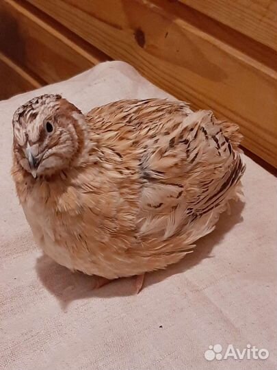 Перепела Фениксы инкубационное и пищевое яйцо