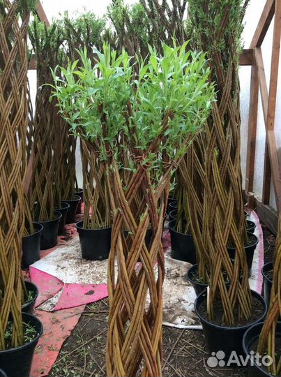 Живое плетеное дерево из ивы от 1,5 метров