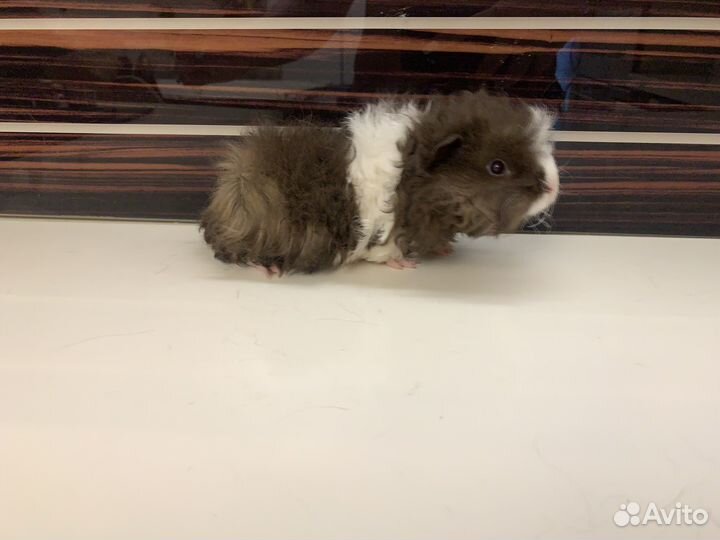 Милашки-поросята Лункария