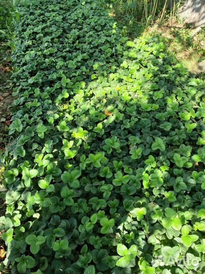 Саженцы Рассада Клубники