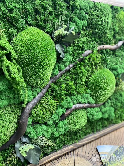 Вертикальное озеленение. Мох. Живая стена