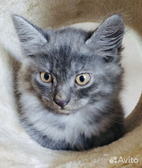 Котенок Необычайной красоты ищет дом