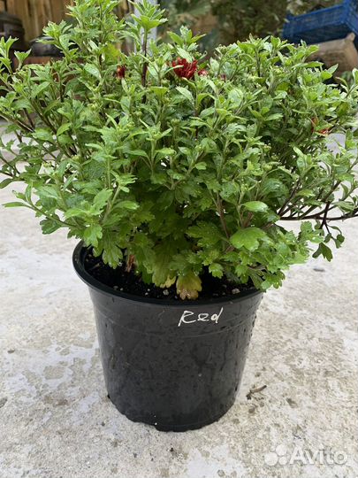 Хризантемы мультифлора