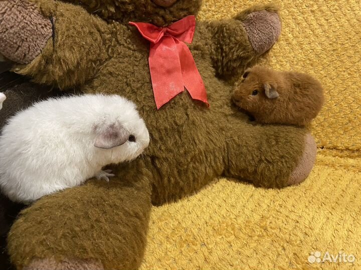 Морская свинка американский тедди