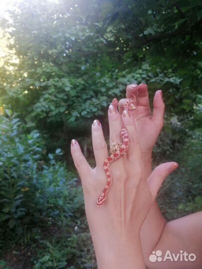 Маисовый полоз