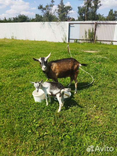 Альпийский козлик