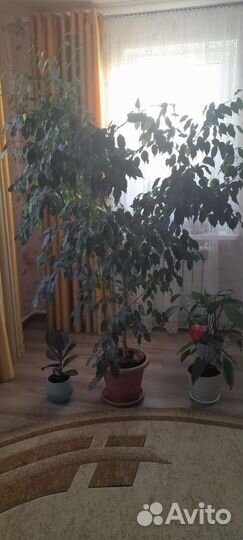 Фикус бенджамина большой