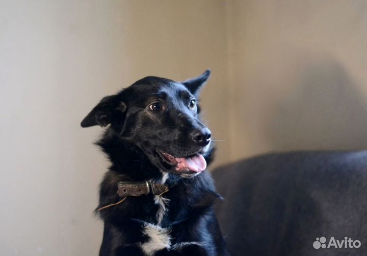 Собака Майли