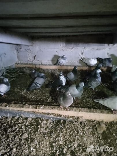 Почтовые голуби
