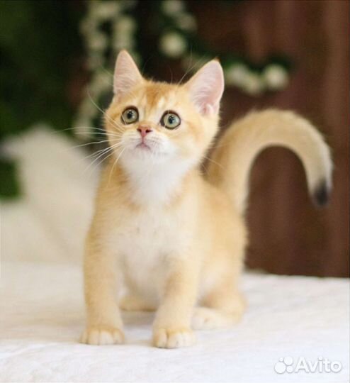 Золотые котята мальчики и девочки ny12, ny11