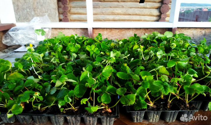 Саженцы сезонной крупноплодной клубники Азия