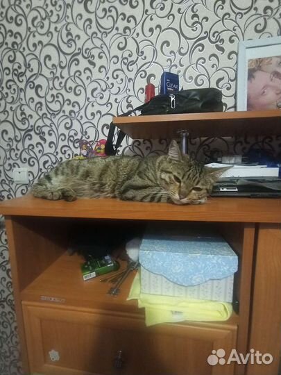 Кошка в дар бесплатно