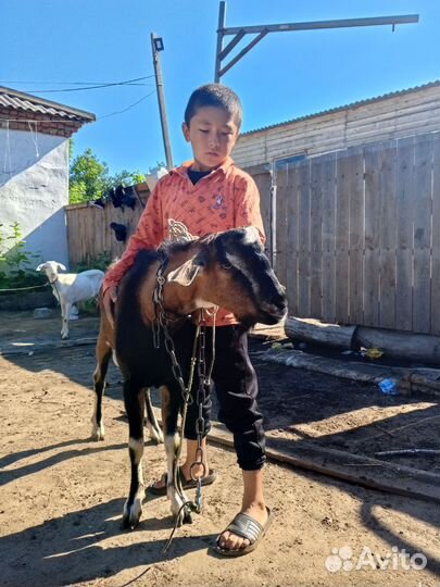 Козел альпийский