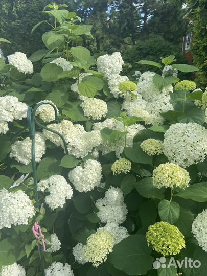 Гортензия Анабель и Стронг Анабель, хризантема жел