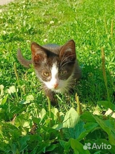 Пушистики ищут дом