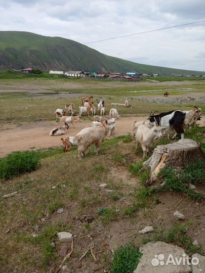 Красуля и Адотя