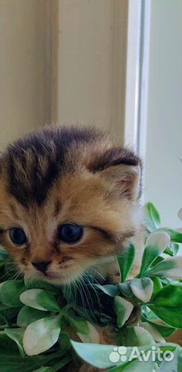 Котята золотая шиншилла