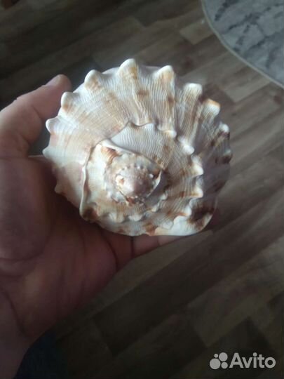 Ракушка морская большая