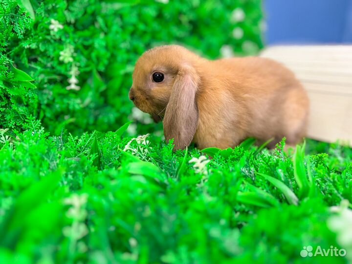 Кролики декоративные и карликовые