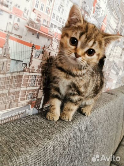 Британские котята