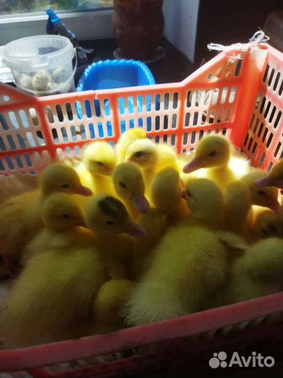 Утята индоутки