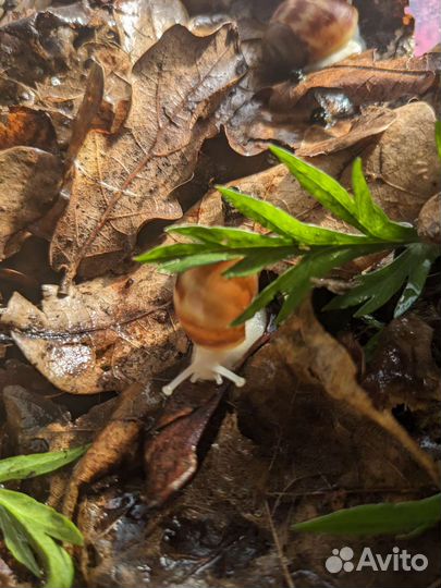 Архахатина сп бенин