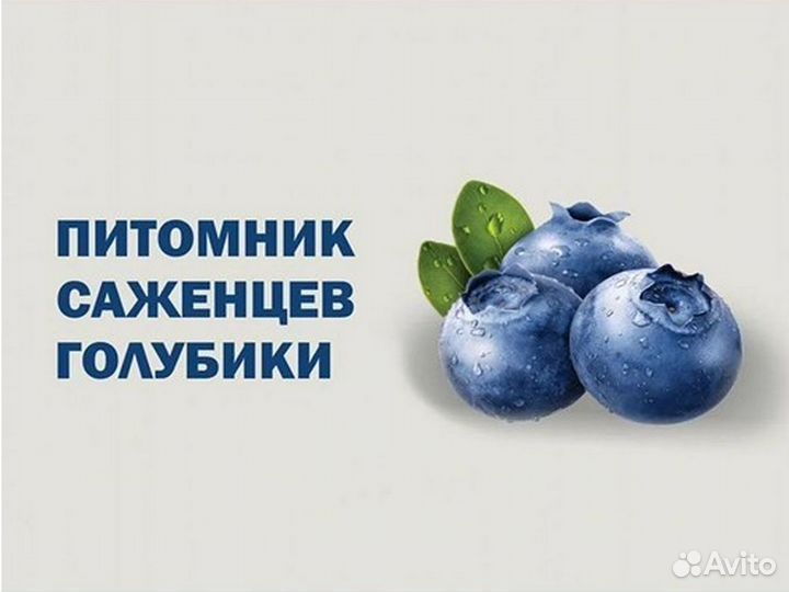 Голубика сорт Элиот