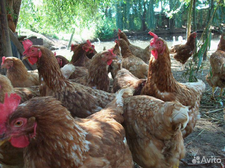 Куры несушки с доставкой