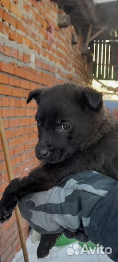 Щенята в добрые руки