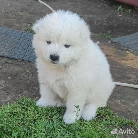 Щенки самоеда