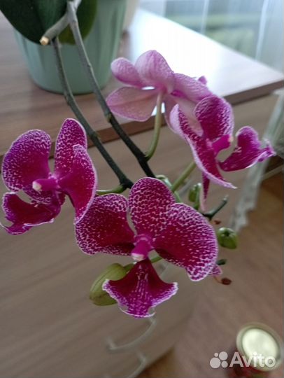 Орхидея фаленопсис