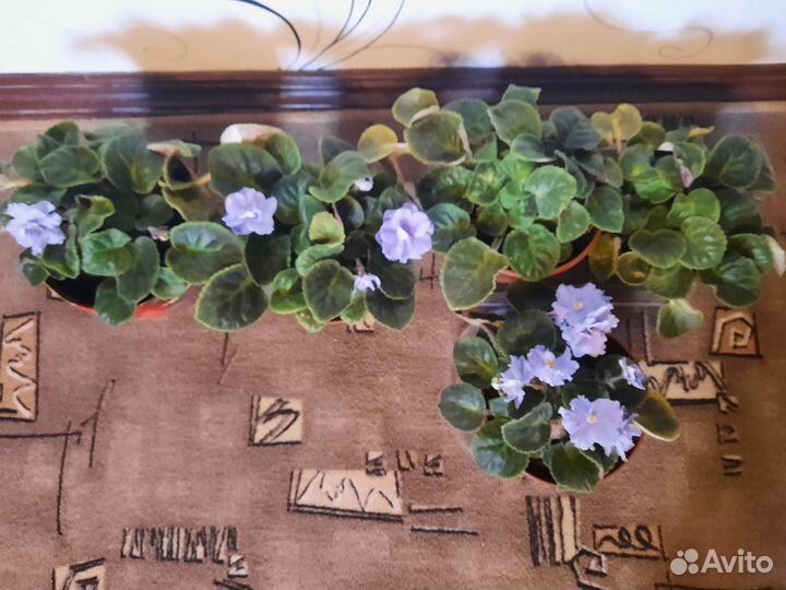 Комнатные цветы