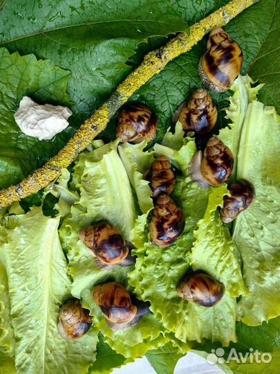 Улитки ахатины (архахатина маргината маргината)