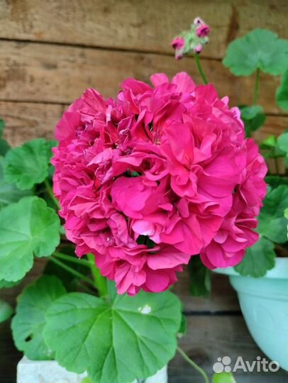 Пеларгония герань сортовая