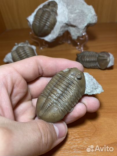 Бюджетные трилобиты в ассортименте