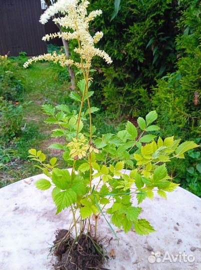 Лилейник, астильба