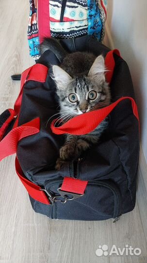 Кошка и 4 котенка-малыша очень ждут добрый руки