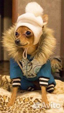 Вязка Той-терьер