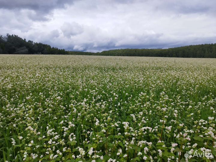 Мед гречишный с разнотравьем. Бесплатная доставка