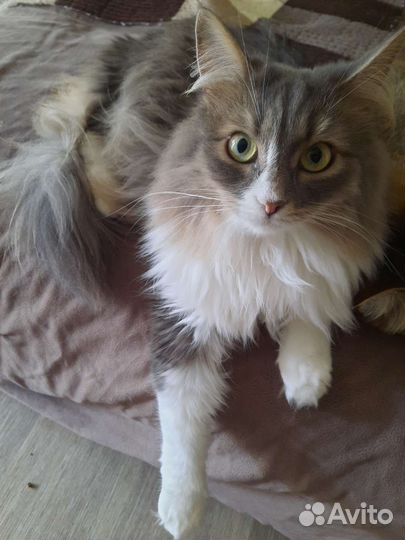 Кошечка в добрые руки